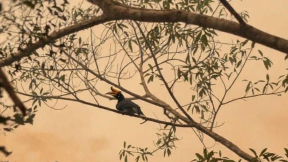 Kala Rangkong Badak Bertengger di Tengah Asap Pekat Karhutla Tanjung Puting — NadiKabar.com