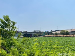 Tumpukan Eceng Gondok Penuhi Aliran Sungai Rolak-Kalimas Surabaya