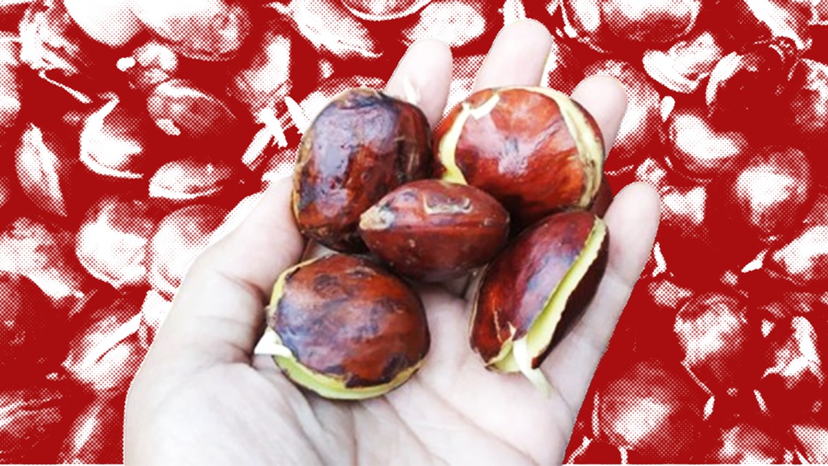 10 Provinsi yang Jadi Raja Jengkol di Indonesia!