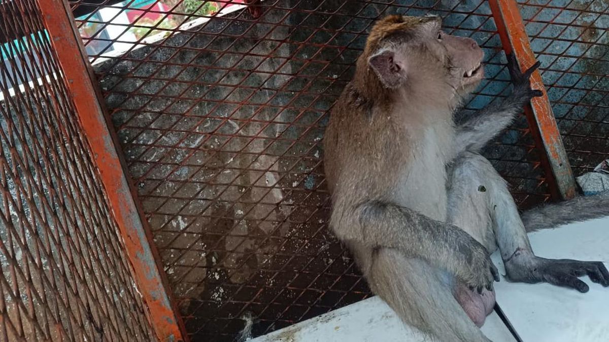 Monyet Peliharaan Lepas Berhari-hari, Gigit 2 Warga di Tangerang — NadiKabar.com