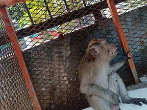 Monyet Peliharaan Lepas Berhari-hari, Gigit 2 Warga di Tangerang