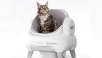 Mau Beralih ke Toilet Kucing Otomatis? Kenalkan dengan 6 Langkah Ini