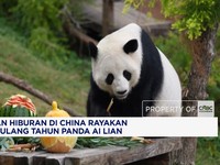 Taman Hiburan di China Rayakan Hari Ulang Tahun Panda Ai Lian