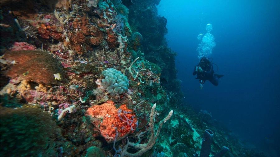 Tim Environmental Marine sedang melakukan pemantauan kualitas perairan dan ekosistem laut (Dok Harita Nickel)