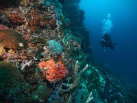 Tim Environmental Marine sedang melakukan pemantauan kualitas perairan dan ekosistem laut (Dok Harita Nickel)