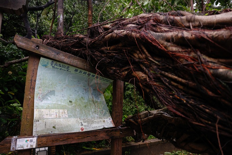 Pohon tumbang akibat angin kencang yang dibawa oleh Topan Champi, di Taipei, Taiwan, 24 Oktober 2026. REUTERS/Ann Wang