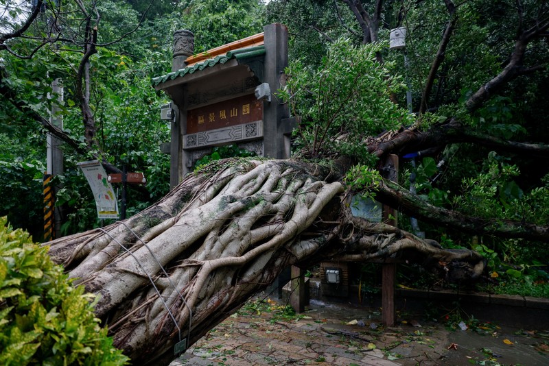 Pohon tumbang akibat angin kencang yang dibawa oleh Topan Champi, di Taipei, Taiwan, 24 Oktober 2026. REUTERS/Ann Wang