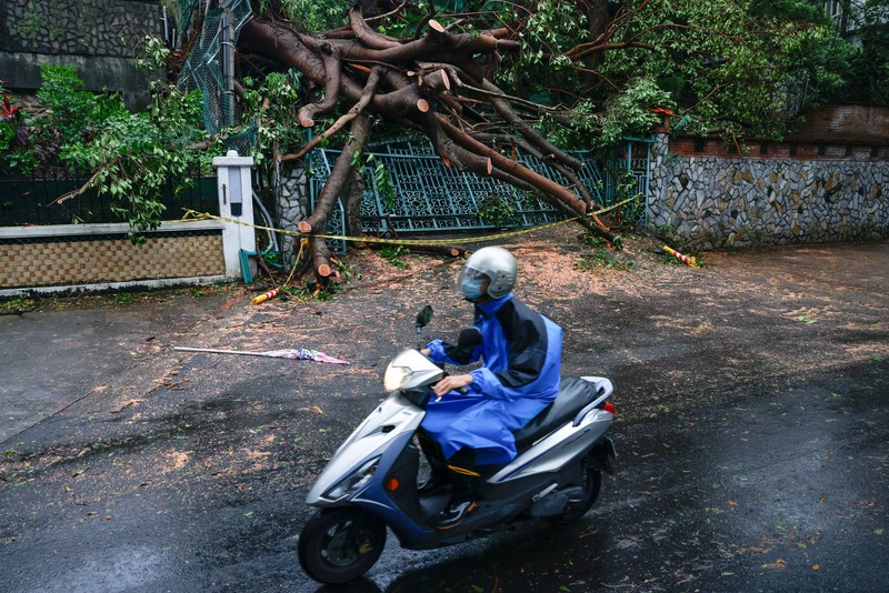 Pohon tumbang akibat angin kencang yang dibawa oleh Topan Champi, di Taipei, Taiwan, 24 Oktober 2026. REUTERS/Ann Wang
