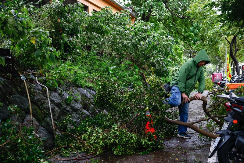 Pohon tumbang akibat angin kencang yang dibawa oleh Topan Champi, di Taipei, Taiwan, 24 Oktober 2026. REUTERS/Ann Wang