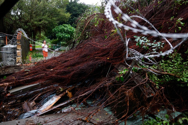 Pohon tumbang akibat angin kencang yang dibawa oleh Topan Champi, di Taipei, Taiwan, 24 Oktober 2026. REUTERS/Ann Wang