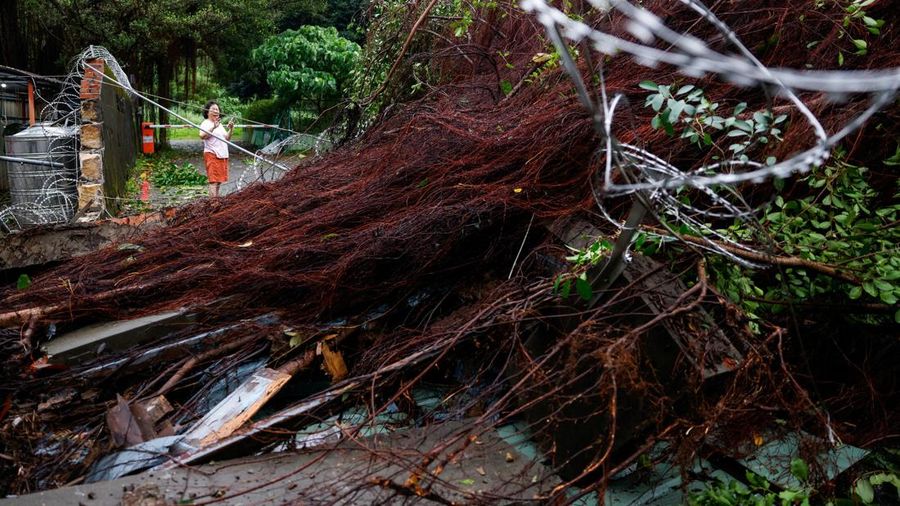 Pohon tumbang akibat angin kencang yang dibawa oleh Topan Champi, di Taipei, Taiwan, 24 Oktober 2026. REUTERS/Ann Wang