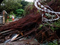 Pohon tumbang akibat angin kencang yang dibawa oleh Topan Champi, di Taipei, Taiwan, 24 Oktober 2026. REUTERS/Ann Wang