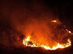 Warga Kalteng Lawan Kobaran Karhutla, Padamkan Api Pakai Ranting hingga Air