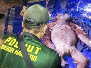 Terjebak Kebakaran Hutan dan Jerat, Induk Orang Utan Gadis Bertahan Bersama Anak