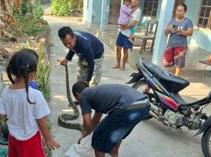 Santuy Piton 3,5 Meter Nangkring di Atap Warga Klaten Usai Makan Ayam