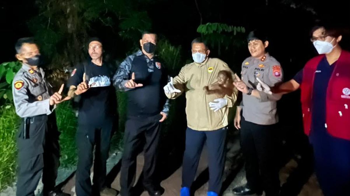 Polri Selamatkan Induk dan Bayi Orang Utan Terluka di Lokasi Karhutla Kotim — NadiKabar.com