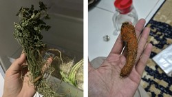 Netizen Spill Fosil di Kulkas: dari Bayam Kering hingga Wortel Jenglot!