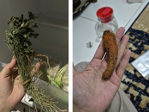 Netizen Spill Fosil di Kulkas: dari Bayam Kering hingga Wortel Jenglot!