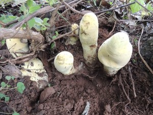 Raja Jamur Ditemukan di Hutan China, Ukurannya Raksasa