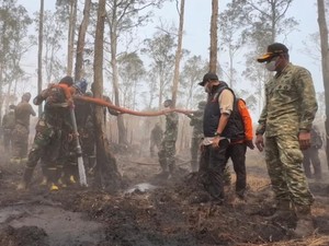 BNPB Usut Asal Api Karhutla di Taman Nasional Way Kambas