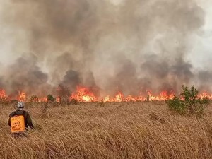 Jalur Hewan TN Way Kambas Terbakar, Balai Sebut Bukan Area Inti