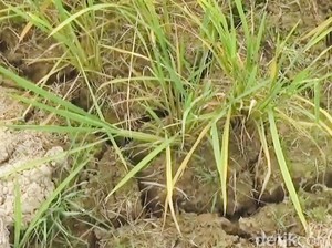Kemarau Keringkan Sawah di Bengkulu, Panen Terancam Tinggal 30 Persen