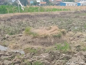 Melacak Jejak Peradaban Manusia Prasejarah di Situs Padas Klaten