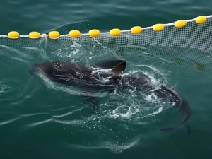 Hiu Tersesat Curi Perhatian Jutaan Warga Korsel, Akankah Kembali ke Laut?