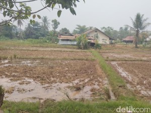 Ratusan Hektare Sawah di Tabalong Gagal Panen, BWS Siapkan Irigasi Air