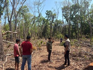 Sopir Truk di Banyuwangi Diamankan Usai Angkut 273 Batang Kayu Mahoni