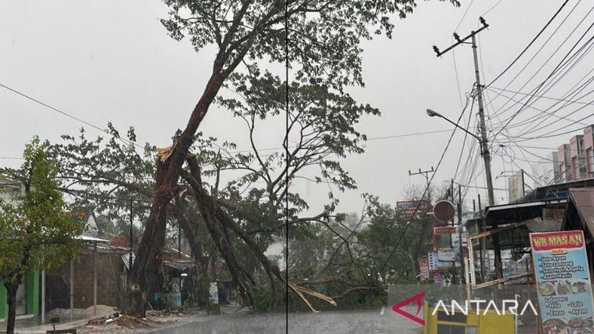 Ilustrasi berita Nasional: Hujan Guyur Banjarbaru Kalsel Usai Kemarau Panjang hingga Pohon Tumbang