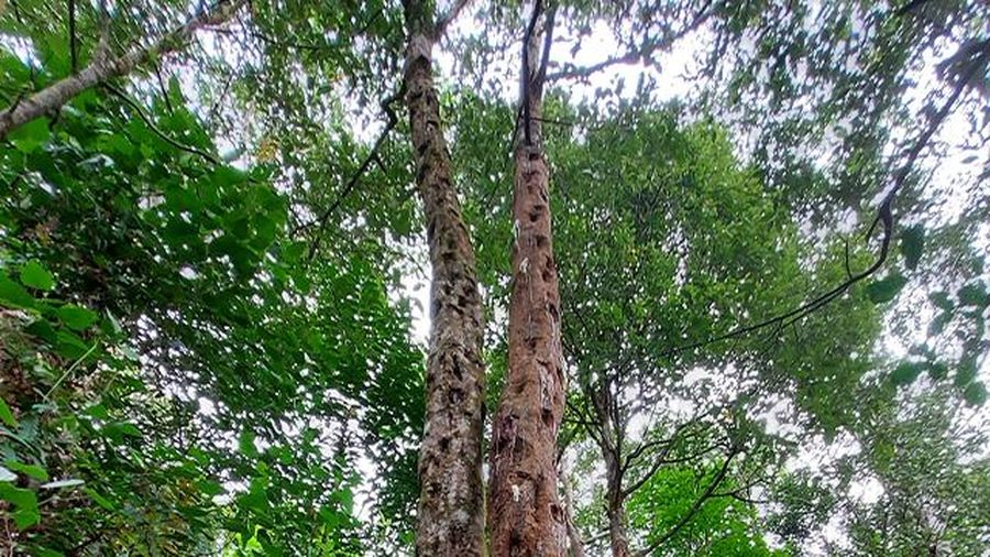 Pohon kemenyan. (Dok. socfindoconservation)