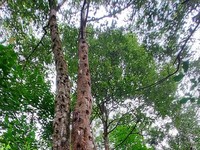 Pohon kemenyan. (Dok. socfindoconservation)