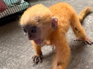 Anakan Lutung Kelabu Ditemukan di Pinggir Jalan Prabumulih, Kondisinya Stres