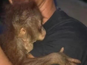 Miris Induk dan Bayi Orang Utan Makan Umbut Nanas di Lahan Gosong Kobar