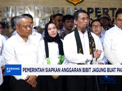 Pemerintah Siapkan Anggaran Bibit Jagung Buat Pakan Ternak Rp. 1 T