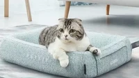 Cari Tempat Tidur untuk Hewan Kesayangan? Cek Fitur Memory Foam Dua Sisi Ini