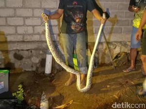 Hii! Piton-9 Telur Ular Ditemukan di Belakang Rumah Warga Boyolali