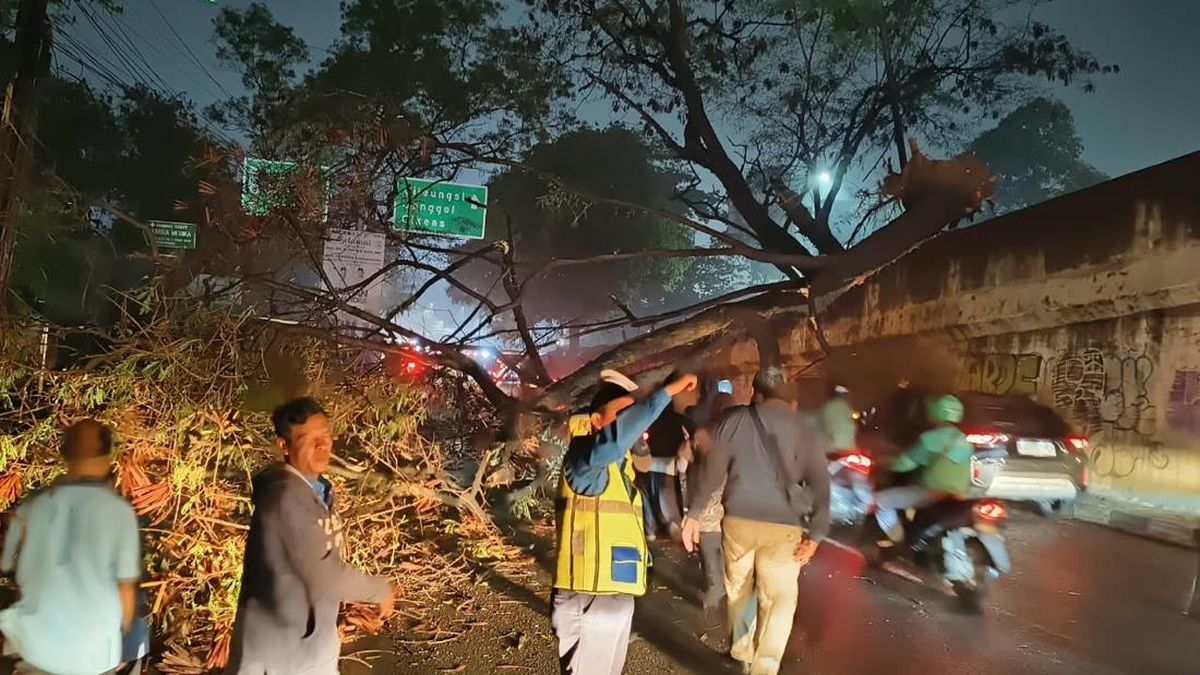 Pohon Tumbang Tutup Jalan Jambore Cibubur, Lalin Arah Cileungsi Macet — NadiKabar.com