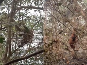 Potret Chelsea dan Gundul, Orang Utan Terdampak Karhutla Tanjung Puting