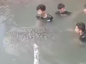 Hiu Tutul 3,5 Meter Terdampar di Tambak Udang Muna