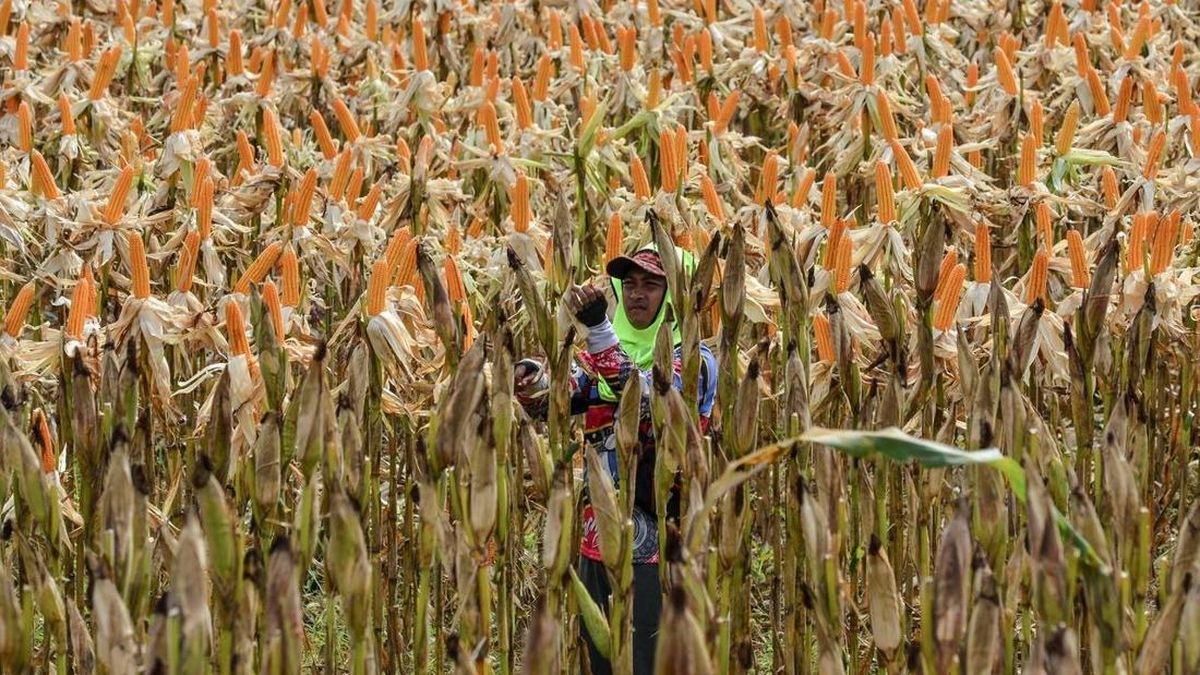 Siap Jadi Penyangga Jagung, BULOG Perkuat Kemitraan Petani-Peternak — NadiKabar.com