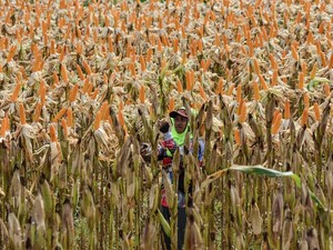 Siap Jadi Penyangga Jagung, BULOG Perkuat Kemitraan Petani-Peternak
