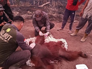 Karhutla Ancam Habitat Satwa, 12 Orang Utan di Kobar Telah Dievakuasi