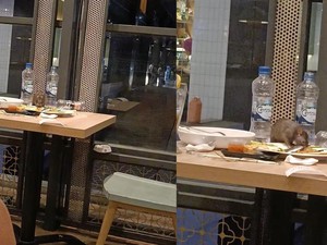 Viral Tikus Naik ke Meja Resto, Kepergok Makan Sisa Mie Goreng Pelanggan!