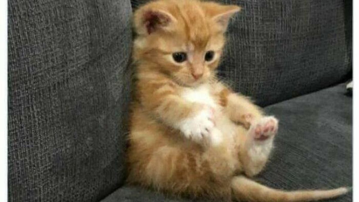 Kucing yang Memeable, Terlalu Imut atau Kelewat Absurd Tingkahnya — NadiKabar.com