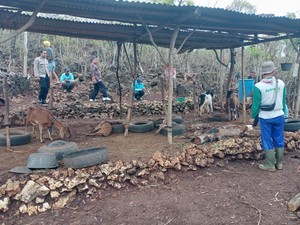 9 Kambing Mati Tercabik di Gunungkidul Ternyata Dimangsa Anjing Liar