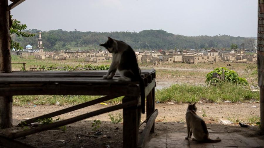 Kucing-kucing berada di dalam sebuah kios di waduk Karian—yang memasok air untuk wilayah sekitarnya, termasuk Jakarta—setelah permukaan air waduk tersebut turun akibat kekeringan berkepanjangan yang dipicu oleh fenomena El Niño. Kondisi ini menyebabkan sisa-sisa bangunan rumah dan masjid Al Mujahiddin di desa Somang, Lebak, provinsi Banten, Indonesia, kembali muncul ke permukaan, 23 Oktober 2026.