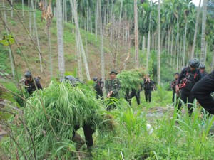 BNN Aceh Musnahkan Ladang Ganja 18 Hektare di Aceh Utara, 4 Orang Ditangkap