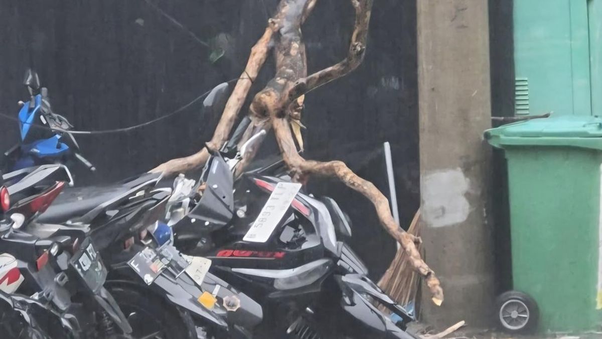 Pohon 8 Meter Tumbang Timpa Mobil dan Motor di Kota Bogor — NadiKabar.com
